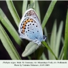 plebejus argus minvody male 1